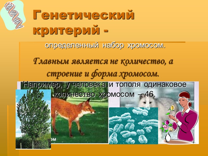 Генетический  критерий -     определенный набор хромосом. Главным является не
